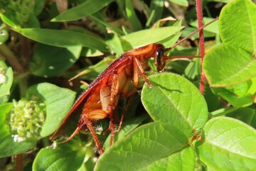 American cockroach on plant in Florida wild, closeup
