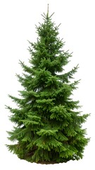 Green pine tree isolated on transparent background. symbolizing nature. christmas. and the beauty