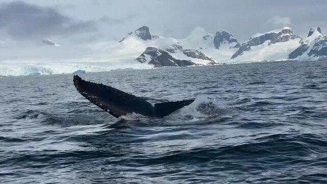 Humpback Whale Tail Fluke Emerging Above Ocean Surface in Antarctica