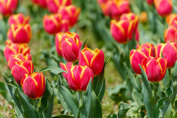 Fototapeta premium 公園の野原に群生する赤と黄色のコントラストが美しいチューリップ