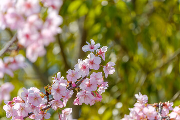 Obraz premium 青空と緑を背景に美しく咲くピンクの河津桜の枝