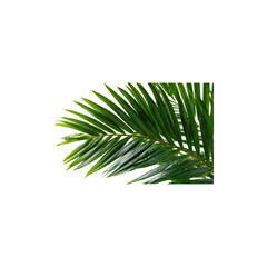 Obraz premium Tropical palm leaf branch green botanical foliage natural texture close up exotic plant element isolated on white background