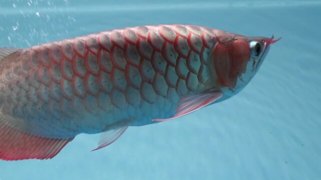 A majestic Super Red Arowana or Dragon Fish, swimming gracefully in a clean glass aquarium. Captured in a cinematic side-view, showcasing its vibrant colors and elegant swimming motion.