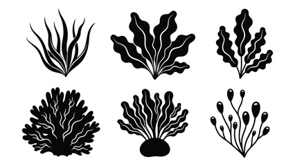 Collection of seaweed illustrations Vector © SILHUETTECHEMBER