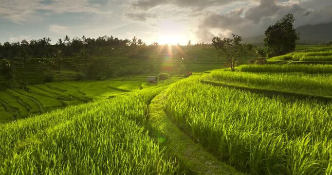 Ubud, Bali: lush green rice paddies creating terraced rural nature landscape with winding path, glowing brightly under the warm golden light of a tropical sunset. Zoom out drone flight panorama