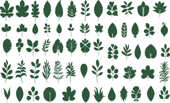 Leaf silhouettes, green leaf vector collection, diverse leaves shapes, botanical illustrations