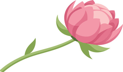Delicate pink peony bud with green stem and leaves