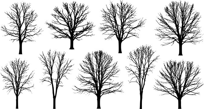 various deciduous trees silhouettes on the white background