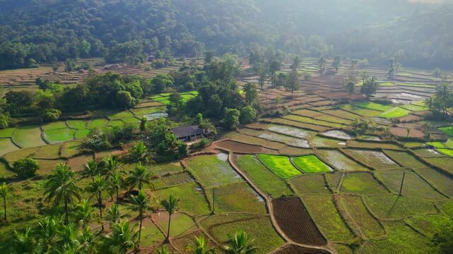 rice terraces in konkan india  backward