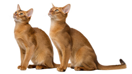Beautiful pair of curious European Burmese cat kittens sitting together and looking up with alert playful expressions. two adorable ginger feline friends isolated