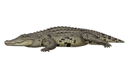 Fototapeta premium Lurking predators in the water with scaly skin