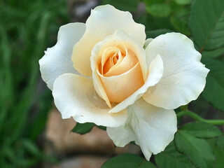 Light yellow roses, vibrant and beautiful in the park, a natural beauty.