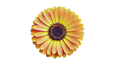 Close-up of an orange Gerbera Daisy with a brown center