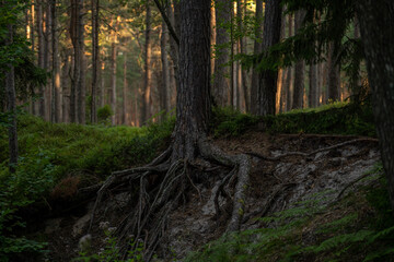 Obraz premium morning in the woods