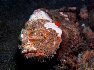Fototapeta premium Devil scorpionfish camouflaged on sandy seafloor in Lembeh Indonesia
