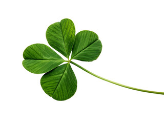 green leaf isolated on white