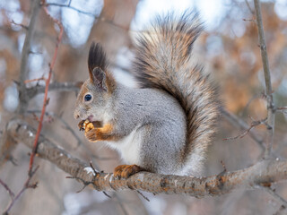 Fototapeta premium The squirrel with nut sits on tree in the winter or late autumn