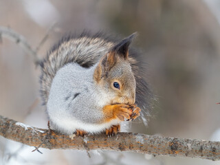 Fototapeta premium The squirrel with nut sits on tree in the winter or late autumn