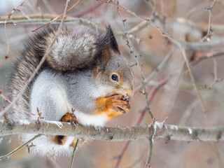 Obraz premium The squirrel with nut sits on tree in the winter or late autumn