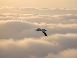 Obraz premium Seabird Flying Above Clouds at Sunrise – Concept of Freedom and Open Horizons