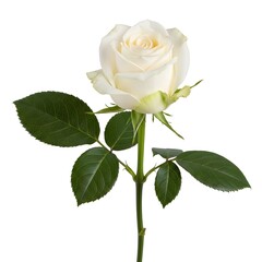 Fototapeta premium Single white rose with green leaves
