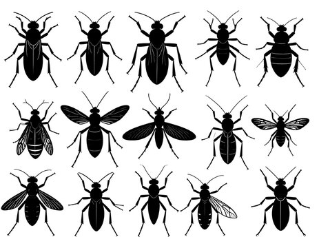 A collection of twelve black insect silhouettes on white background