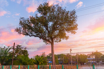 The ancient tree spreads its branches in the morning light.