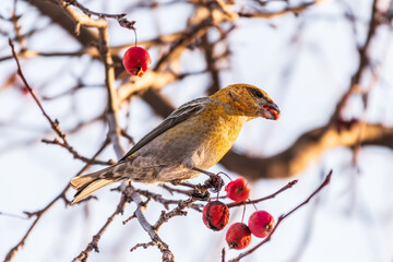 Pine Grosbeak Female Eating Red Berries in Winter