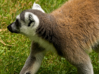 Fototapeta premium Maki Catta