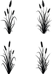 Obraz premium Vector collection of black silhouettes showing cattail reed grass isolated on white background for wetland nature design.