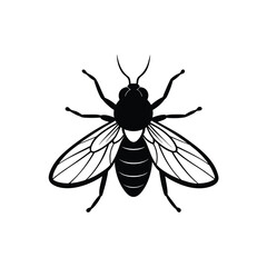 Fototapeta premium A realistic housefly illustration with detailed wings and body, vector graphic