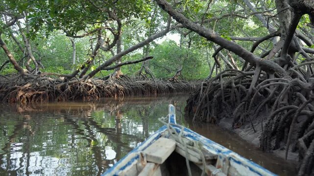 View from a small boat moving slowly through dense mangrove forest with tangled roots, arching trees, and sunlight filtering through the canopy in Malindi, Kenya.