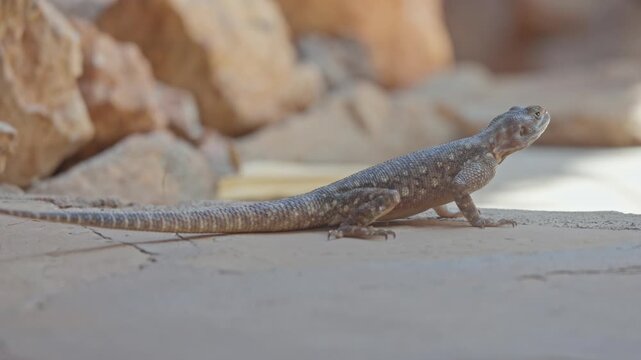 Female agama lizard standing on a flat stone surface.