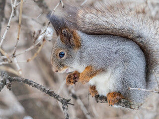 Obraz premium The squirrel with nut sits on tree in the winter or late autumn