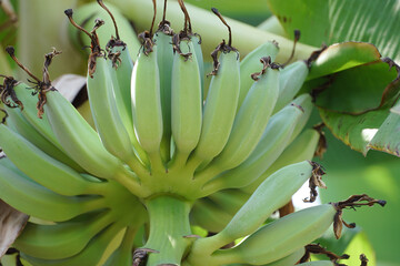 Young green bananas in the garden © Visuit