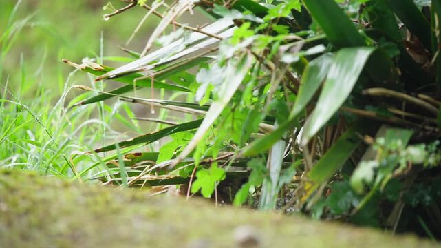 Hamster forages beside concrete slab, barely visible beneath leaves.