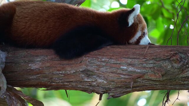Close up shot of a red panda (Ailurus fulgens) resting on a tree branch.