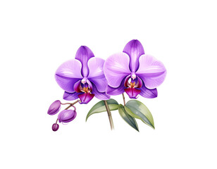 Beautifully colored orchids on a white background