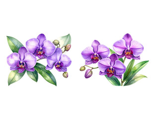 Beautifully colored orchids on a white background