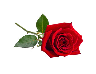 Beautiful red roses and their petals fallen against a white background