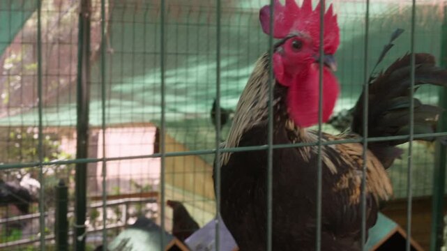 Closeup of rooster with red comb crowing inside metal cage at rural farm area in daylight, symbolizing agriculture, farming lifestyle and animal husbandry.