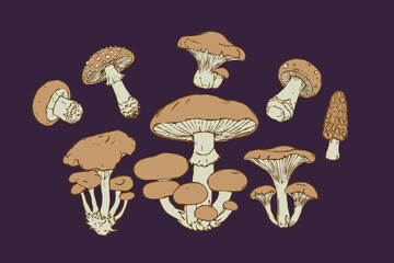Edible and poisonous mushrooms hand drawn set. doodle colorful vector illustration. Cep, Boletus, Champignon, Chanterelle, Aspen, Amanita, Morel, Oyster mushrooms, Russula, Niscalo. Autumn harvestq