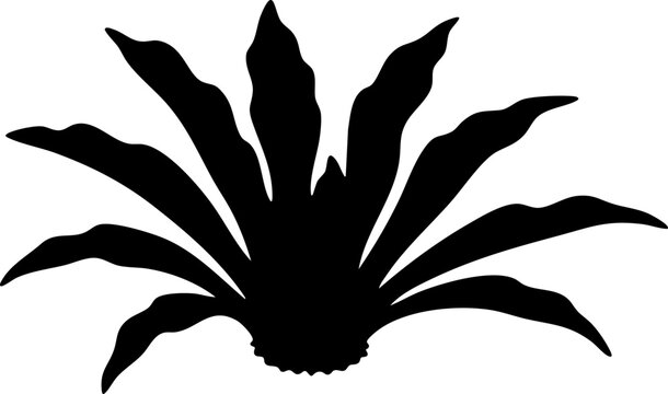 Bird's nest fern silhouette isolated on white background minimalist asplenium nidus wavy sword-shaped leaves botanical illustration