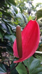Anthurium andraeanum (flamingo flower, tailflower, painter's palette, oilcloth flower, laceleaf). This flower Native to Ecuador and southwestern Colombia.