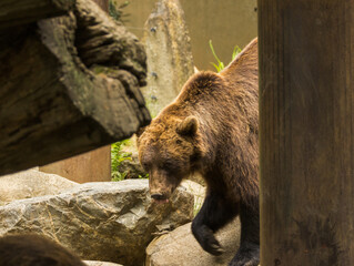 Obraz premium Ours brun