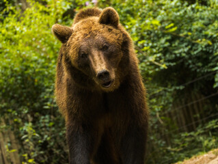 Fototapeta premium Ours brun