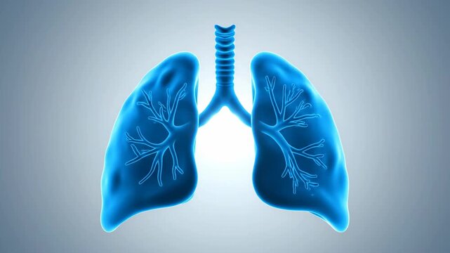 Lungs trachea  bronchi illustration Blue anatomical bright center light