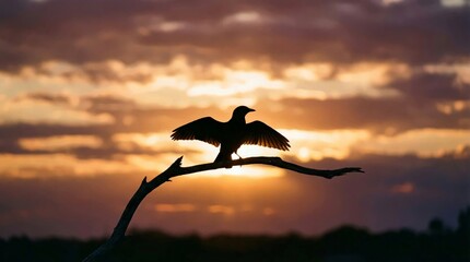 Obraz premium Bird spreads wings on branch at stunning sunset