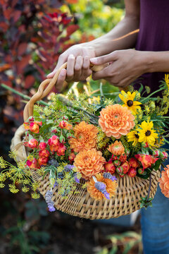 Woman holding fresh cut garden flowers
