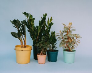 Fototapeta premium Group of Potted Houseplants in Colorful Metallic Buckets and Interior Containers Standing for Modern Home Decor and Gardening Retail with Subtle Copy Space